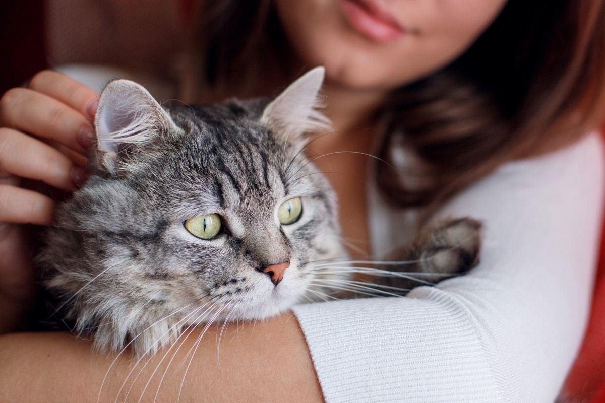 Are you a cat whisperer? How to read Fluffy's facial expressions